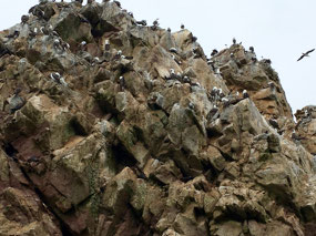 Ballestas - Inseln