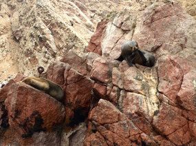 Ballestas - Inseln