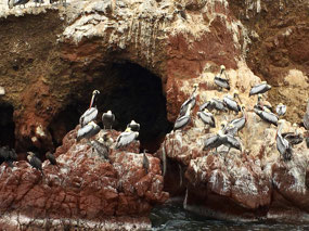 Ballestas - Inseln
