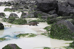 Galapagos