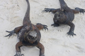 Galapagos