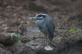Galapagos