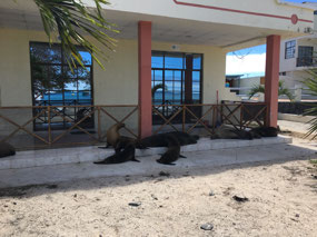 Galapagos