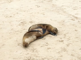 Galapagos
