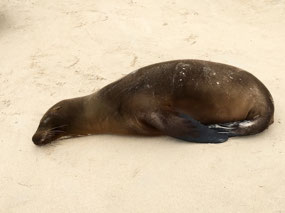 Galapagos