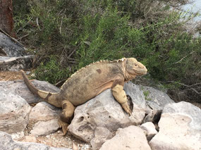 Galapagos