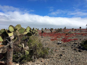 Galapagos