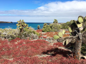 Galapagos