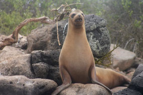 Galapagos