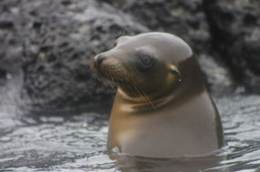 Galapagos