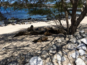 Galapagos