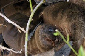 Galapagos