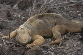 Galapagos
