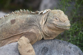Galapagos