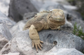 Galapagos