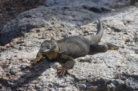 Galapagos
