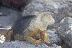 Galapagos