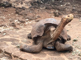 Galapagos