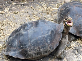 Galapagos