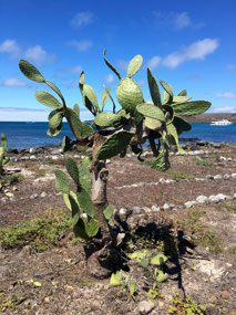 Galapagos