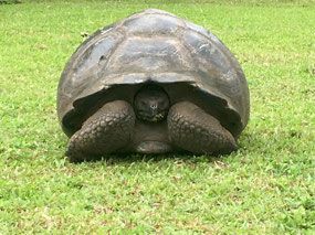 Galapagos