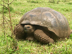 Galapagos