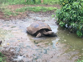 Galapagos