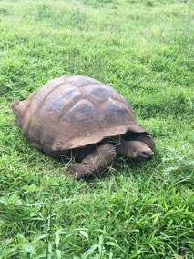Galapagos