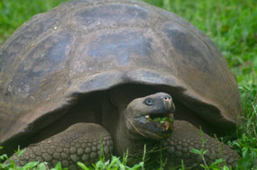 Galapagos
