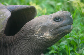 Galapagos