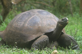 Galapagos