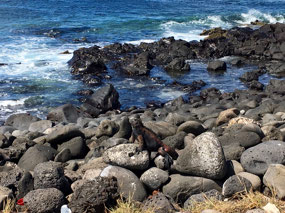 Galapagos