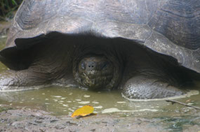 Galapagos