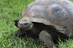 Galapagos