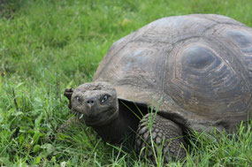 Galapagos