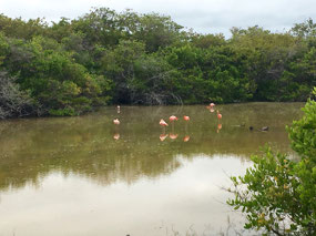 Galapagos