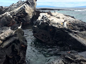 Galapagos