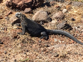 Galapagos