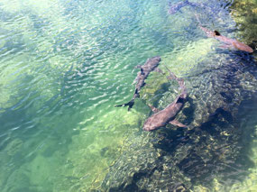 Galapagos