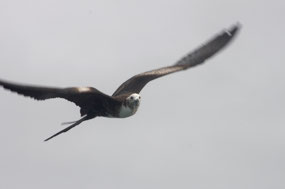 Galapagos