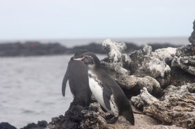 Galapagos