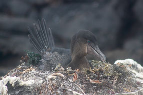 Galapagos