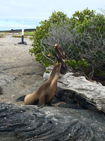 Galapagos
