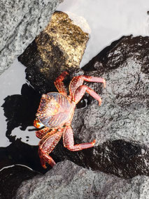Galapagos