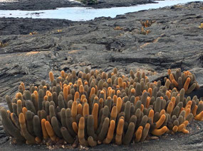 Galapagos