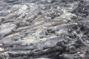 Galapagos