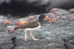 Galapagos