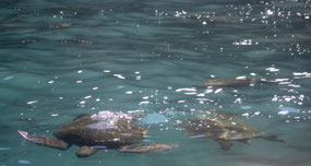 Galapagos