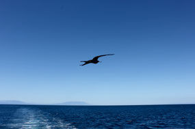 Galapagos
