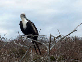 Galapagos